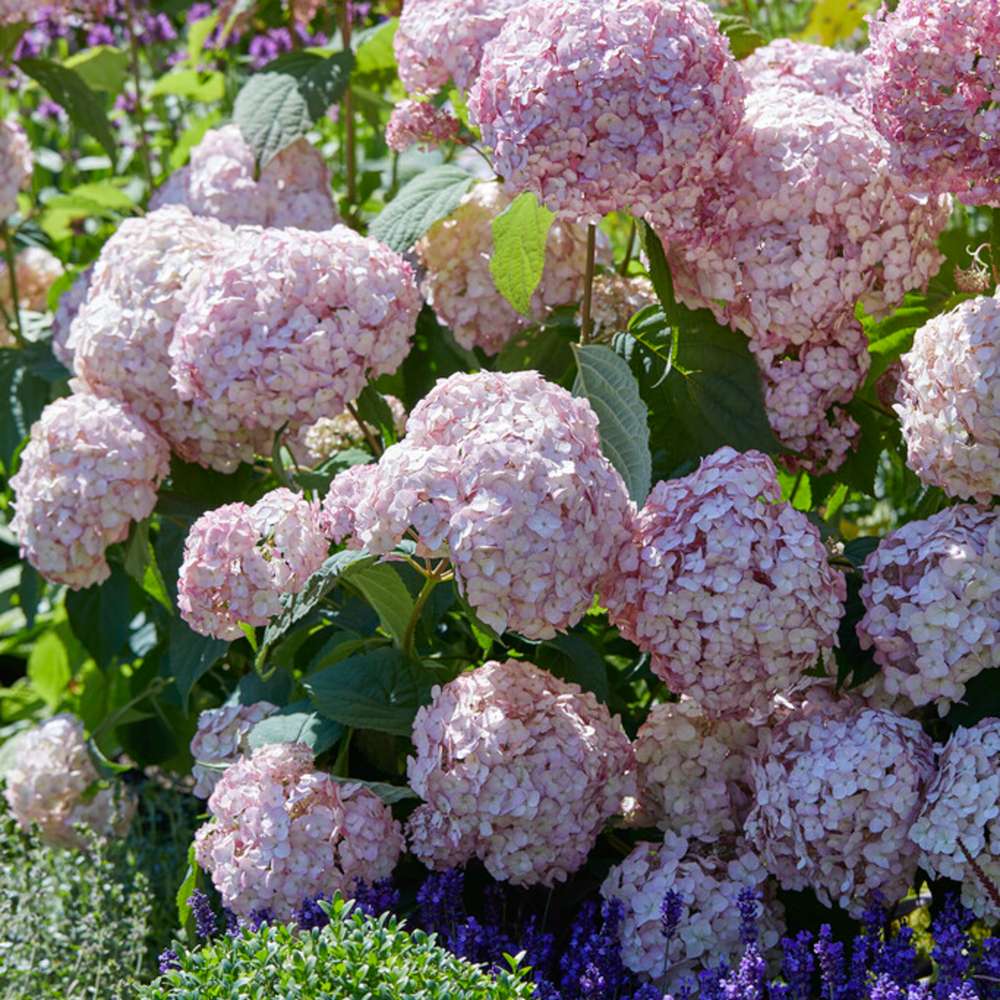 Hortensia 'Candybelle Bubblegum' med store runde blomsterstande i intens rosa